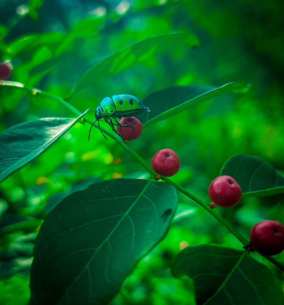 Photograph by Aravind M