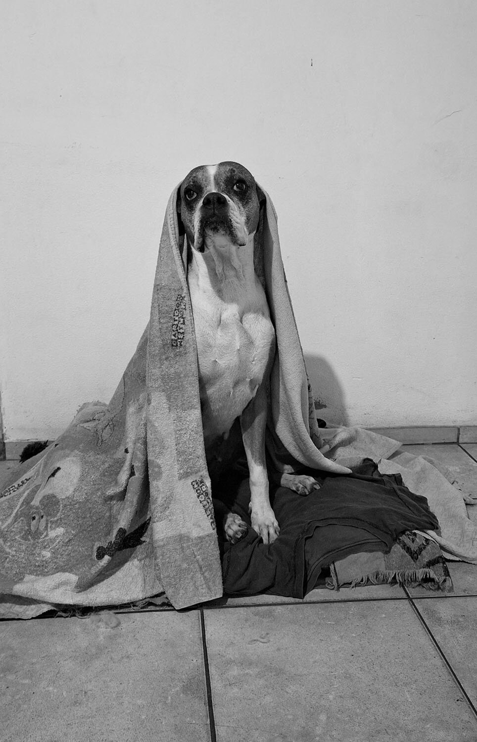 Photo #10599935