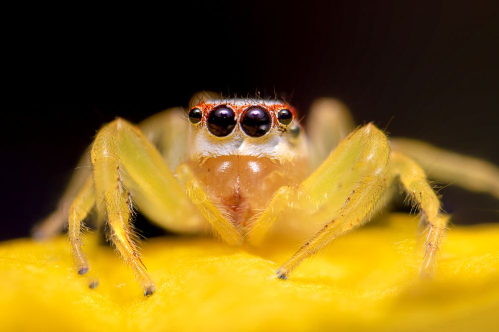 Photograph by Tharindu Gunarathna