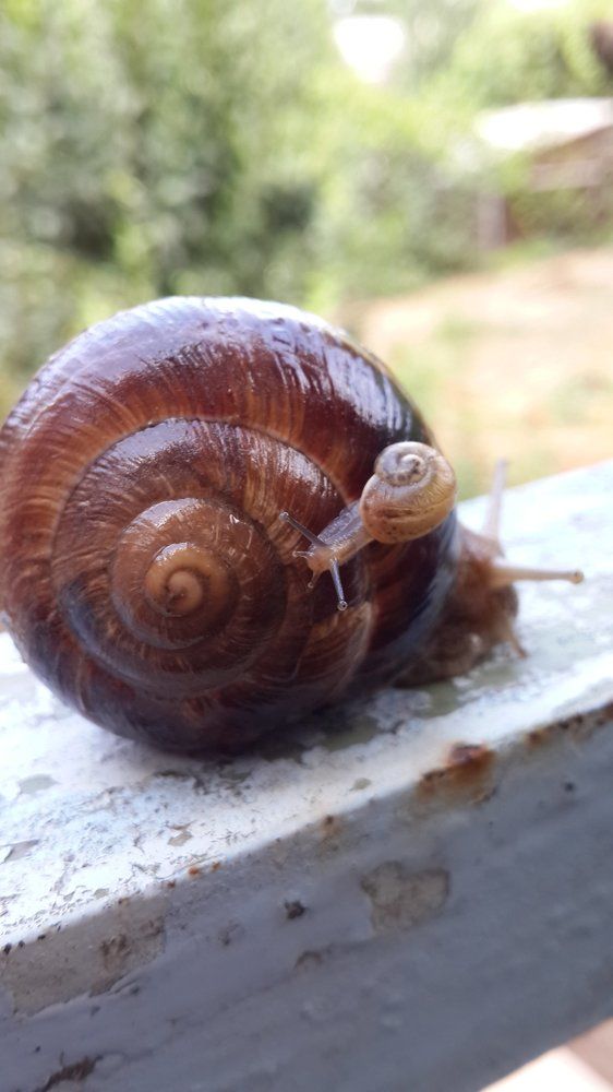 улитки садовые
