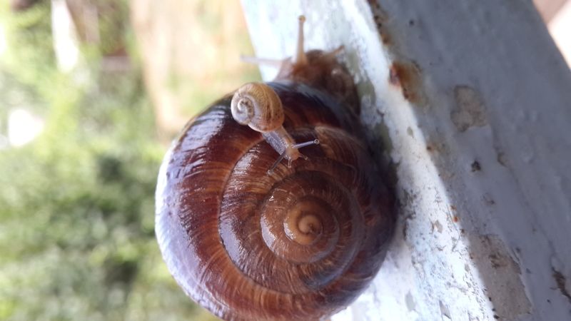 валерия, Uzbekistan