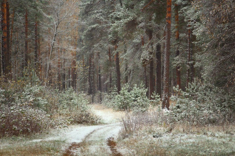 О первом снеге