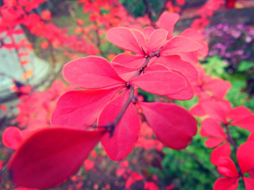 Красота вокруг