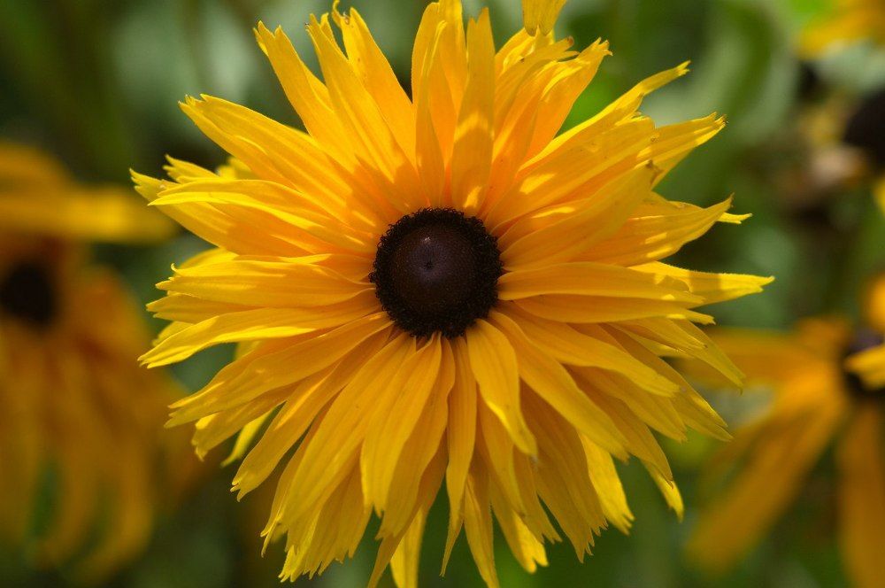 солнечное лето