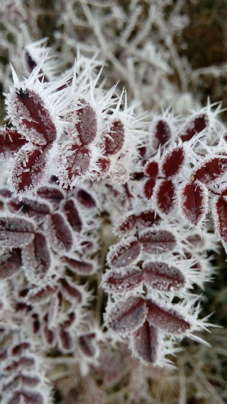 Дарья Якунина, Russia