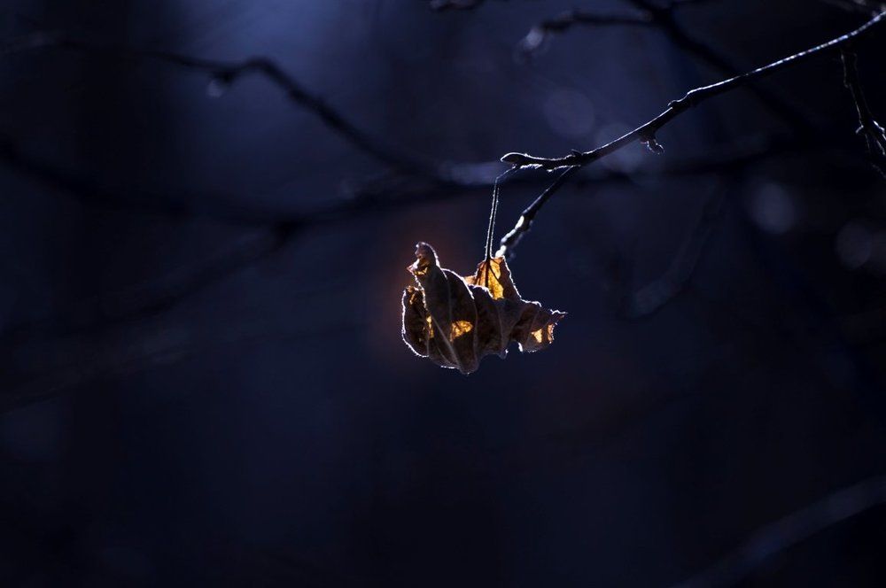 Уголёк догорающей осени