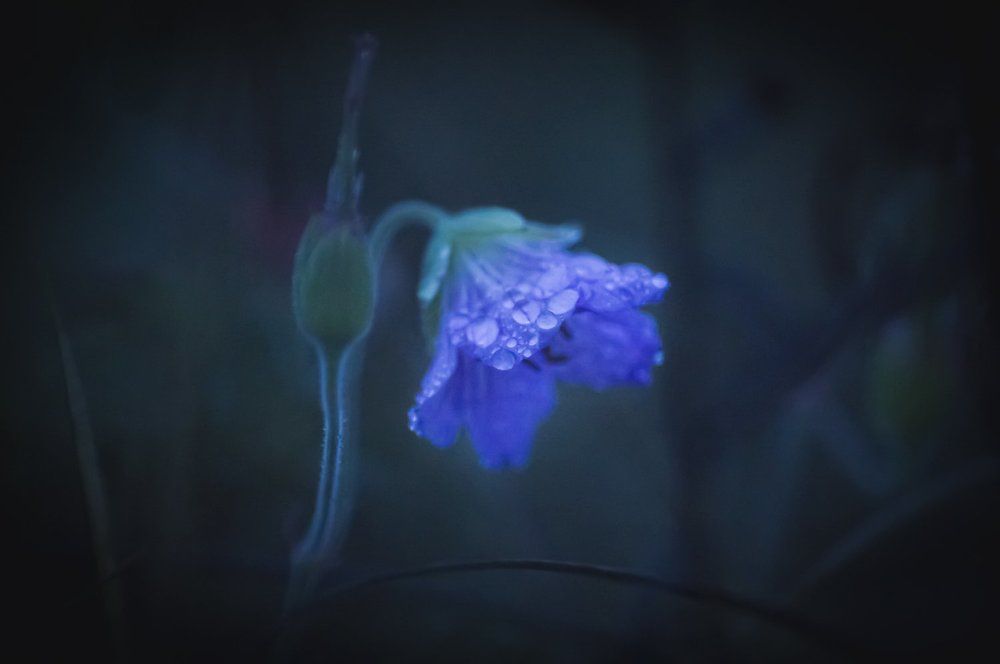 Полевая звезда