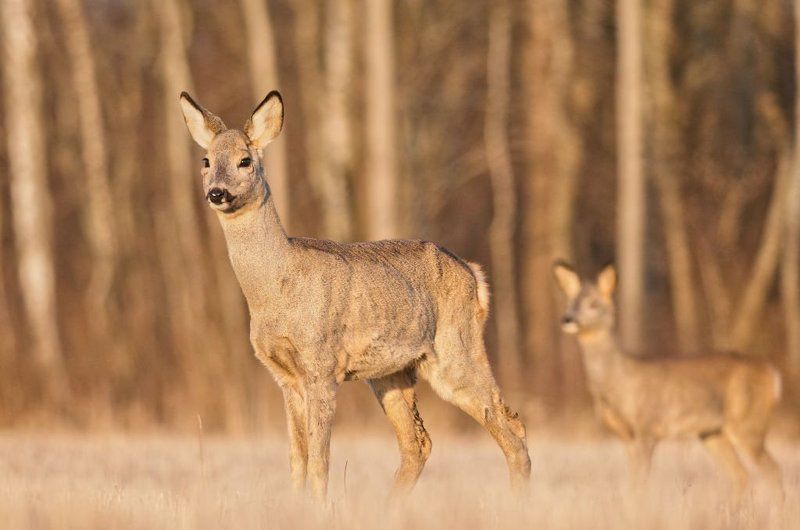 Antanas Kubilius, Lithuania