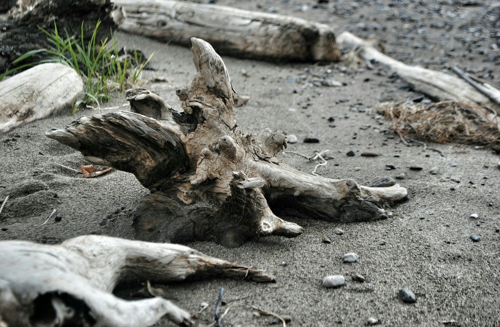 Живописная коряжка