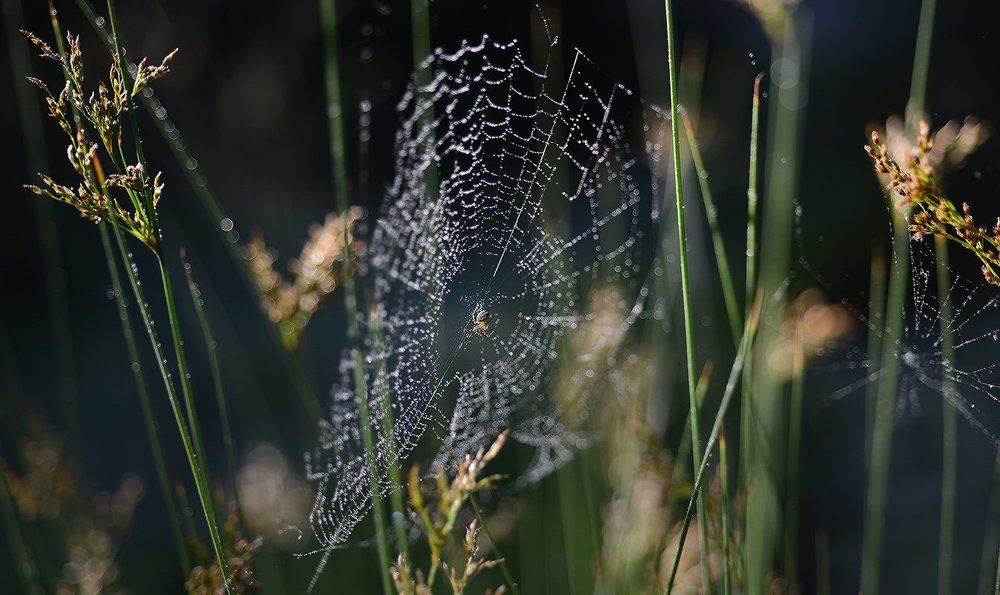 Локальная сеть