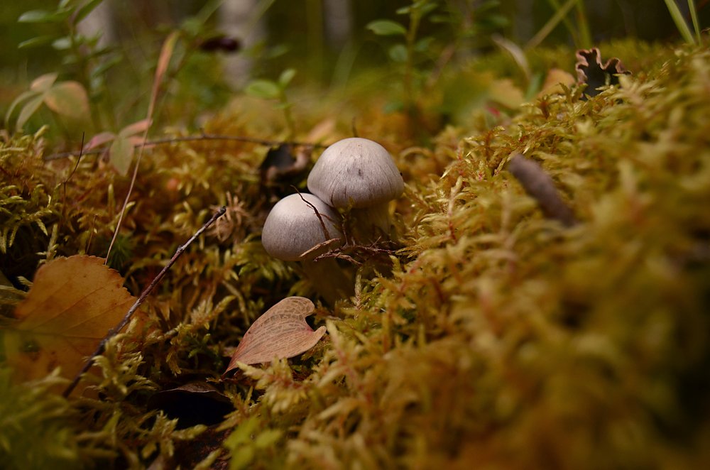 Вместе навсегда