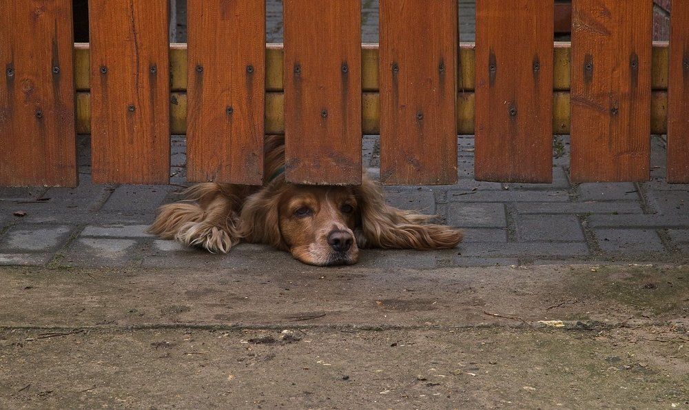 Осенняя тоска.