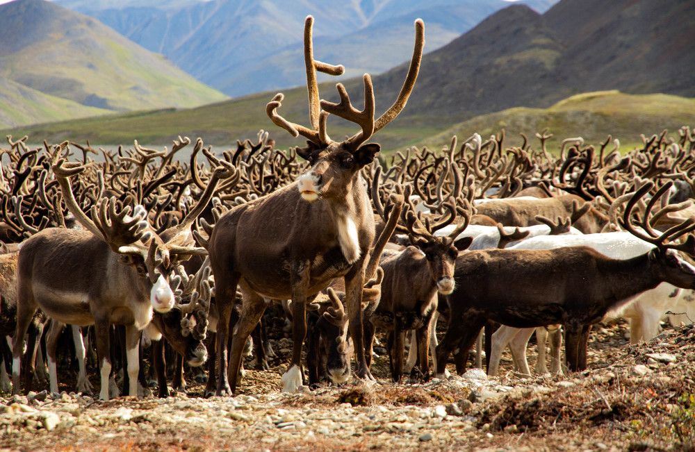 На пастбище
