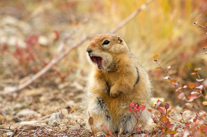 Valentina Shirobokova, Russia