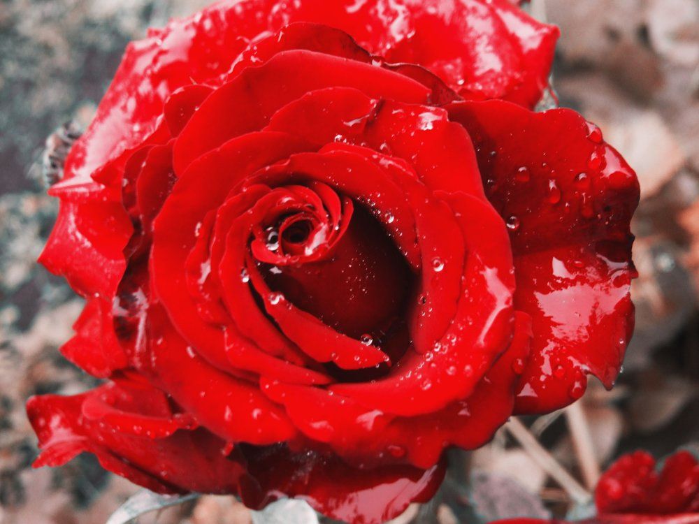 Роза, во всей красе