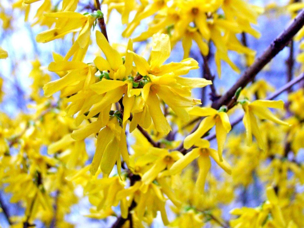 Завораживающая весна