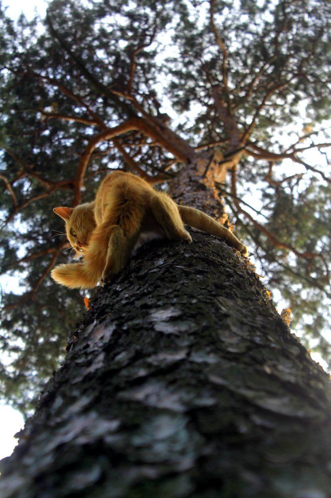 Рыжий пушистик забрался на сосну