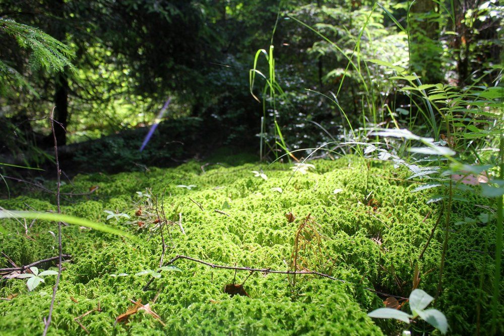 Сказочный лес