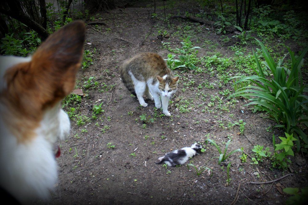 Без комментариев... (гуляя с псом Космосом, мы наткнулись на кошку с мёртвым котёнком)