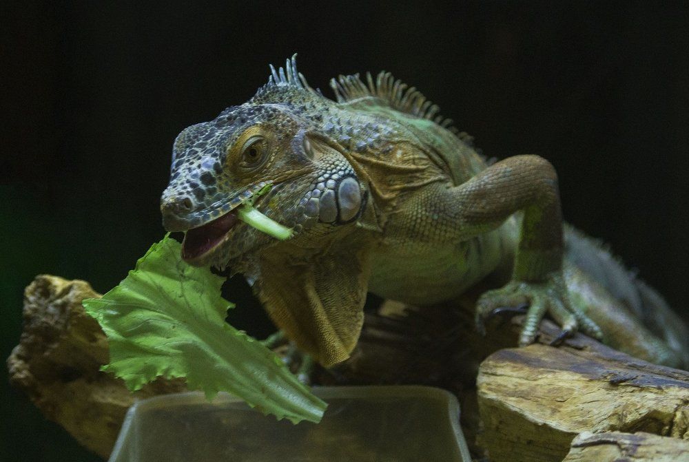 Обед вегетарианца