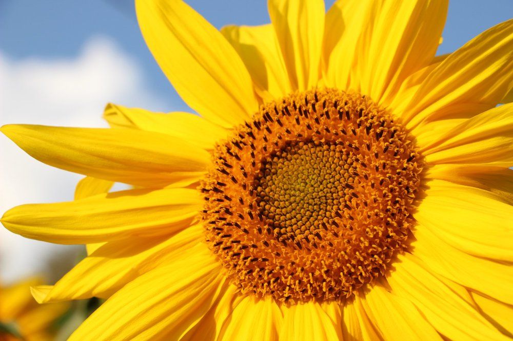 Photograph by Анна Брускова