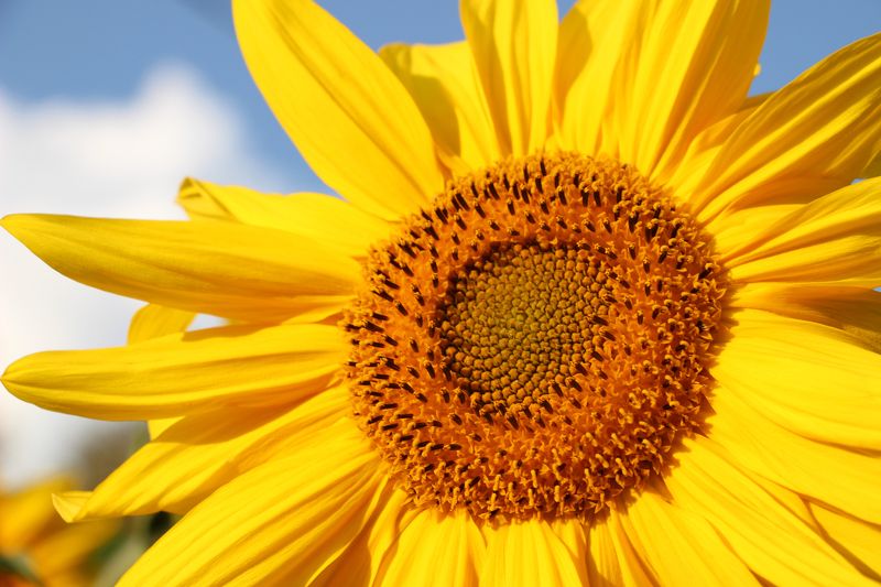 Анна Брускова, Russia