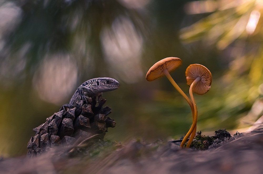 Вот и попались...