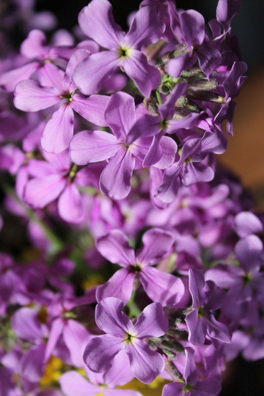 Тамара, Russia