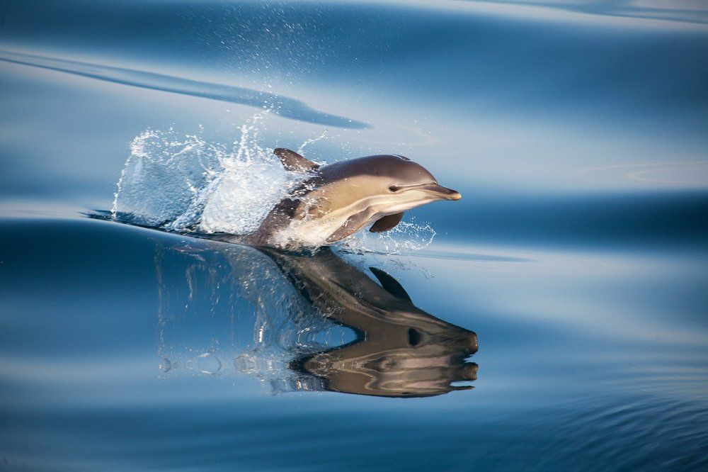 Дельфины черноморья