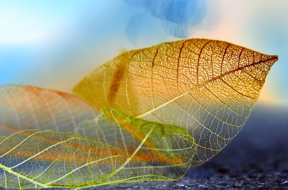 Fantasy of autumn leaves