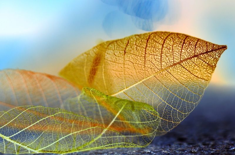 Veronica Andre, Ukraine
