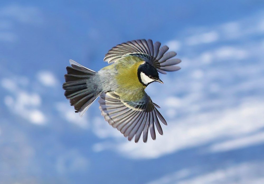 птица Счастья