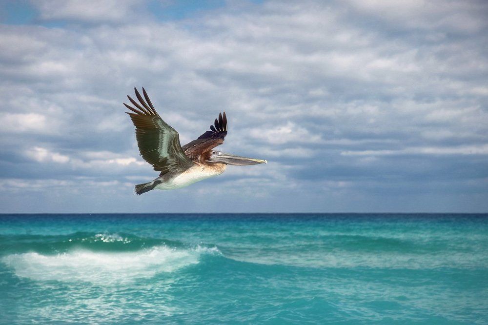 Вот такой он, пеликан!