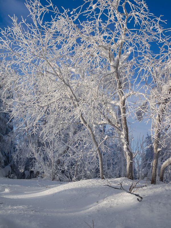 Нафиса, Russia