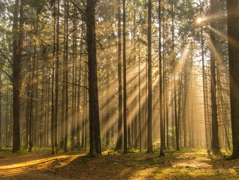 туманным  утром  в  лесу