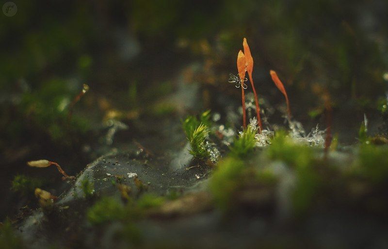 Frolova Evgeniya, Russia