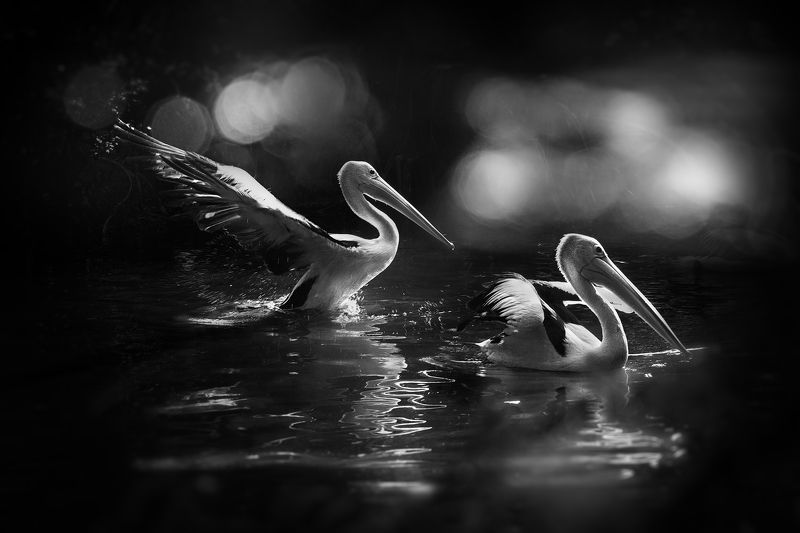 eko hernowo, Indonesia