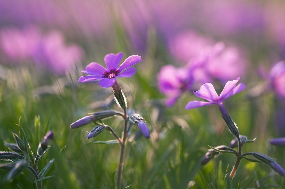 Весны сиреневое платье.
