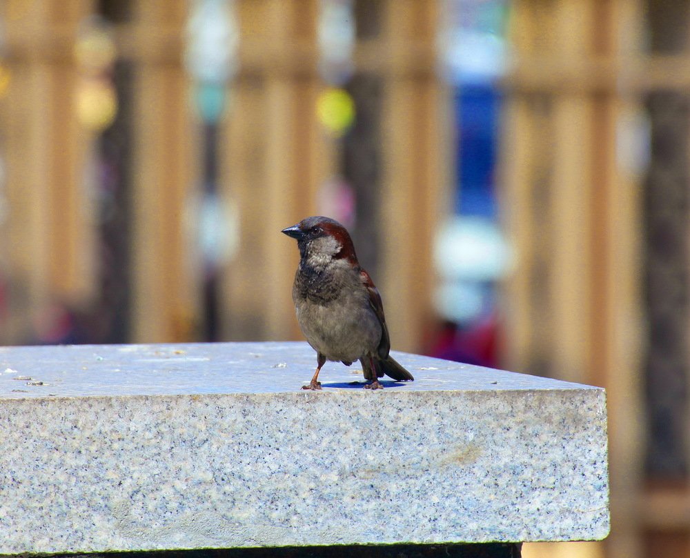Житель города