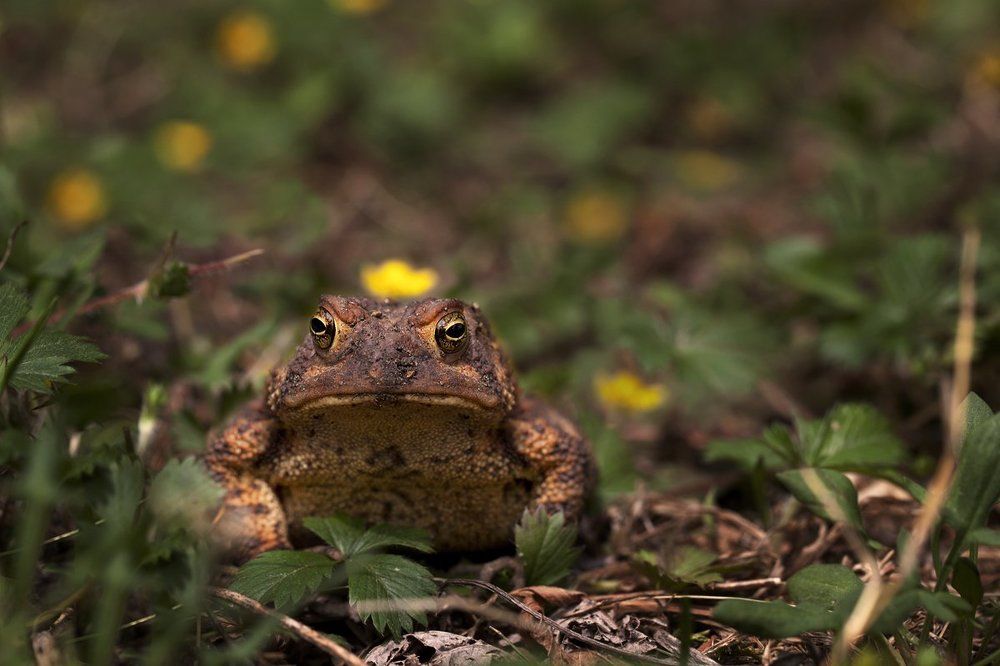В ожидании  стрелы или Почти царевна.