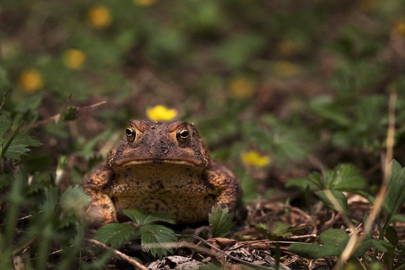 Елена Леневенко, USA
