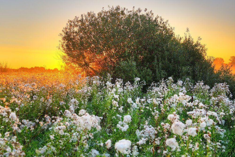 Луч солнца золотого