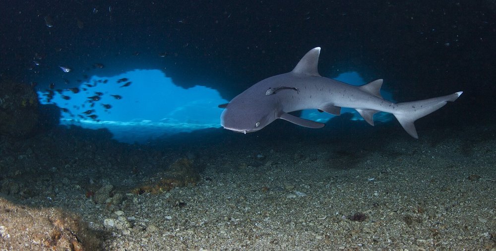 хозяйка грота