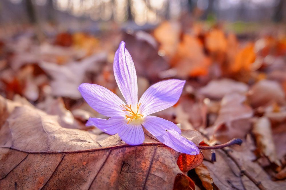 Осенний цвет, Безвременник, или  Колхикум (лат. Colchicum)