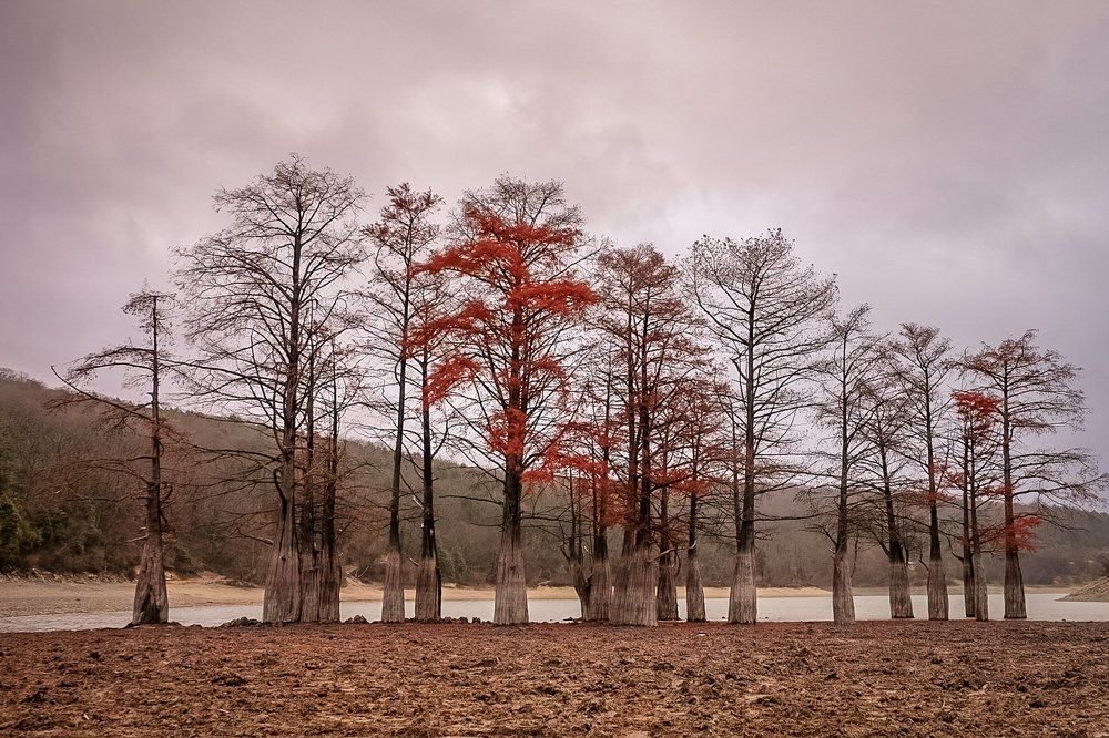 Болотные кипарисы на озере Сукко