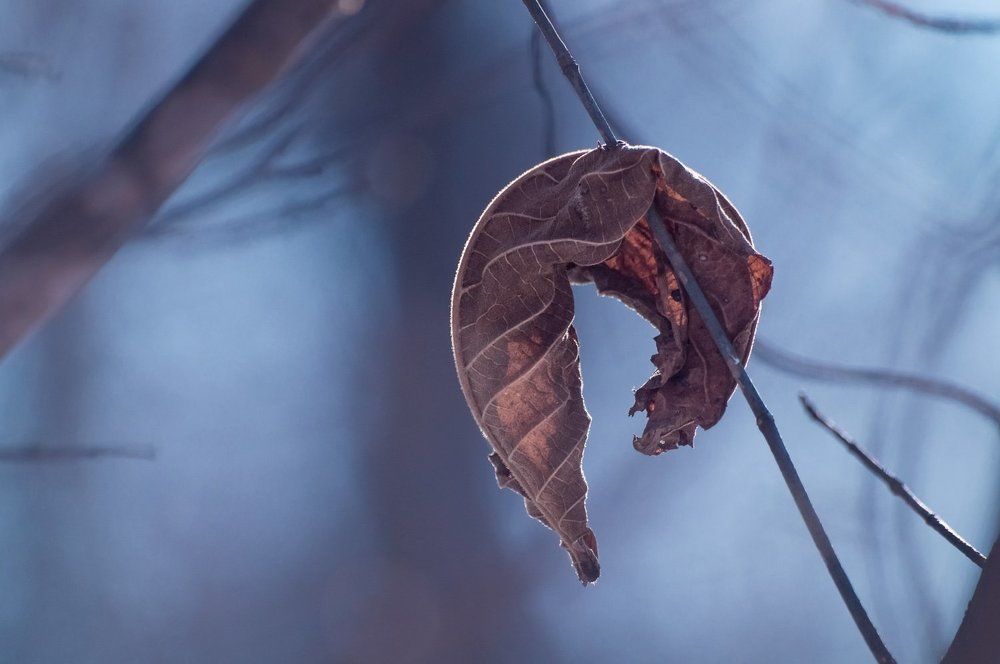 Постаревший лист