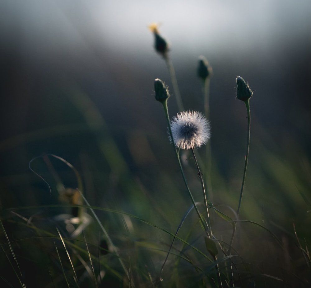 Полевые цветы