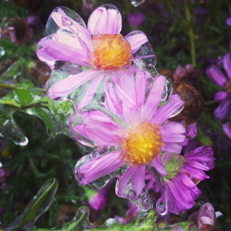 Максим Яковлев, Russia