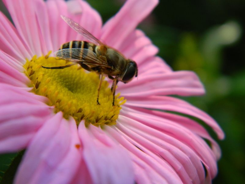 Ekaterina Morzhak, Russia