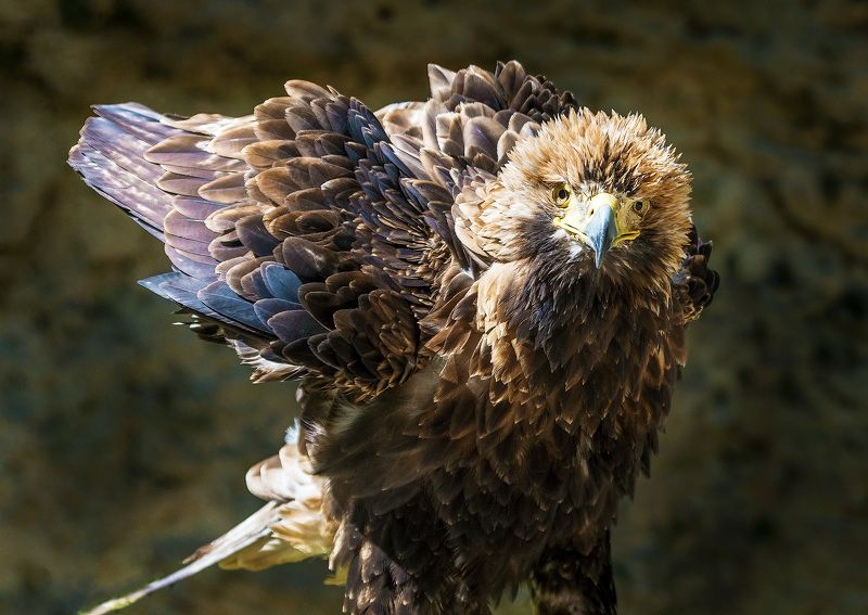 Leonid Sobolev, Lithuania